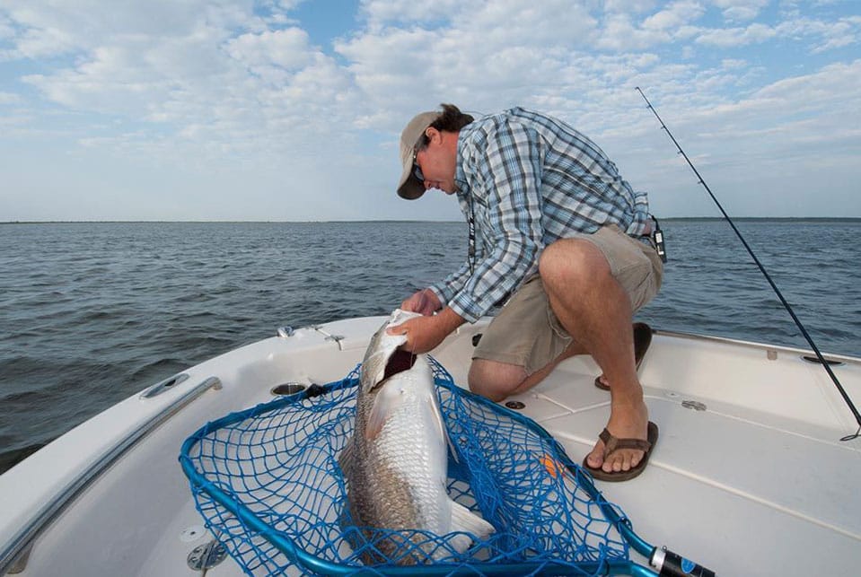 Angler removing a hook from a redfish before releasing fish