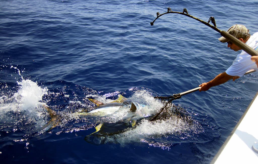 netting a yellowfin tuna