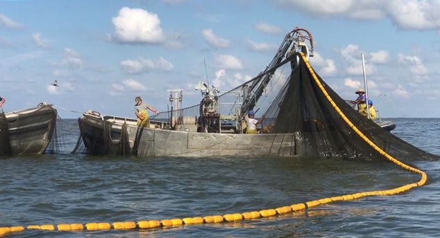 A Gulf of Mexico menhaden seine operation in action