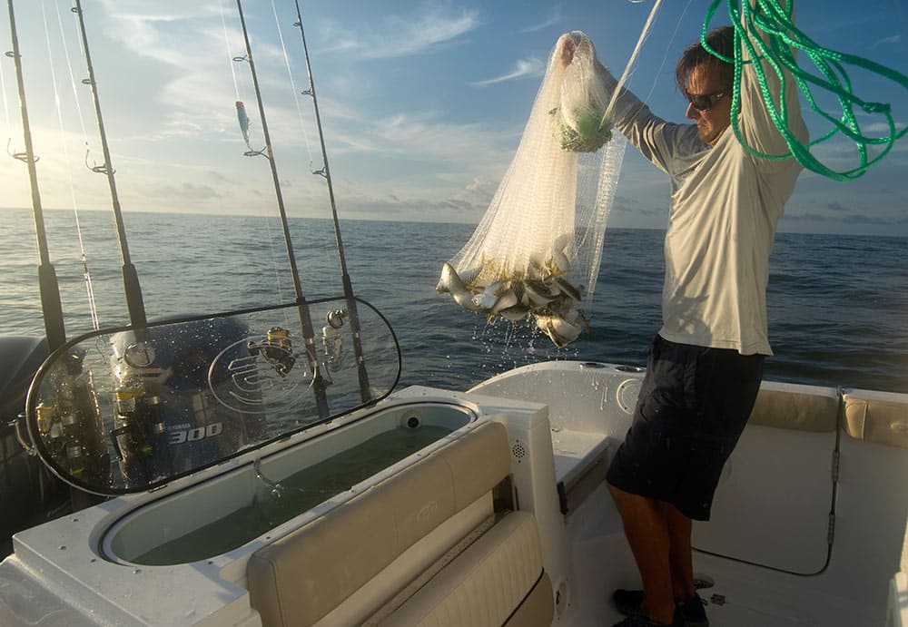 Netting Menhaden