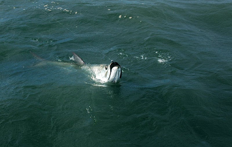 nicaragua tarpon_10.jpg