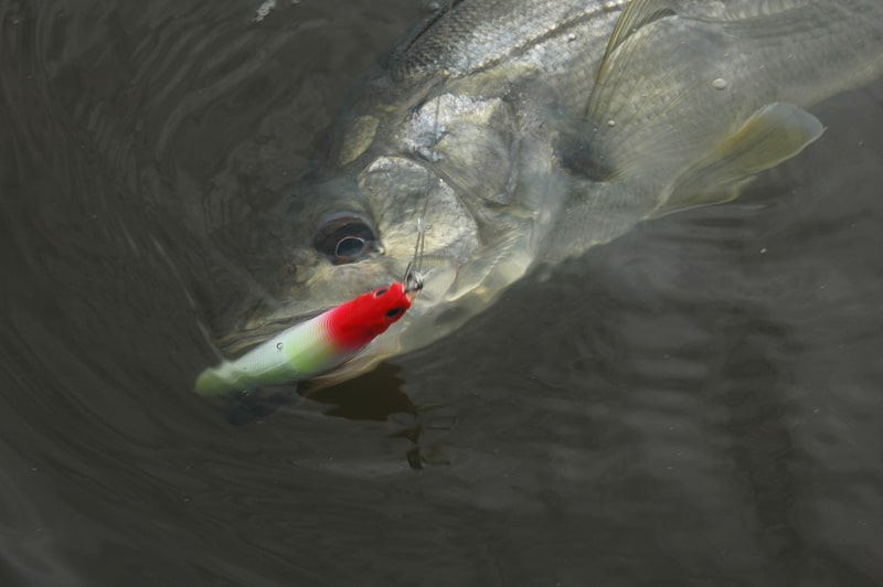 nicaragua tarpon_18.jpg