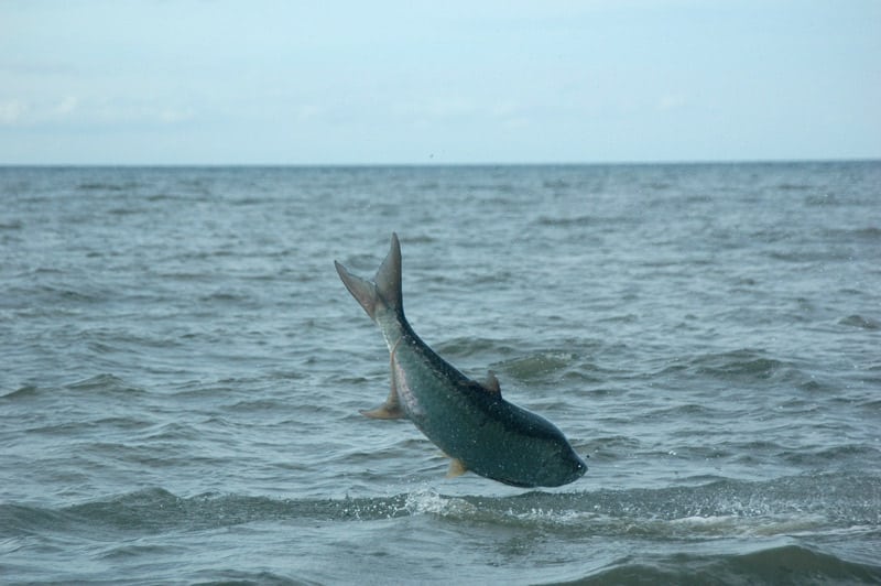 nicaragua tarpon_24.jpg