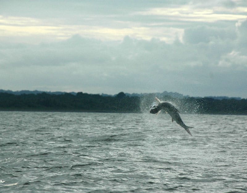 nicaragua tarpon_25.jpg