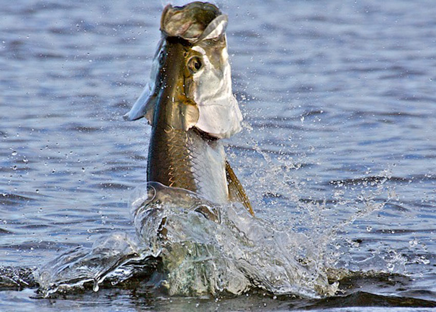 note the brown back on tarpon from inside everglades national park.jpg