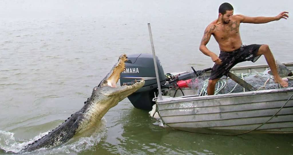 Saltwater crocodile harassing a man in a small fishing boat