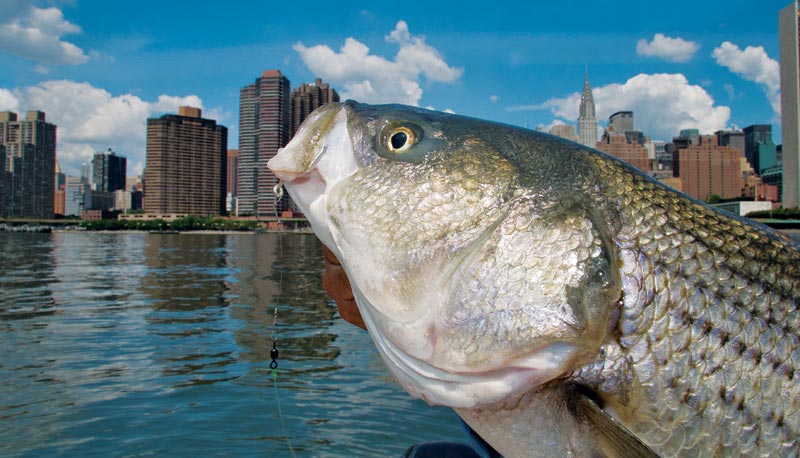 nyc-stripers-main.jpg