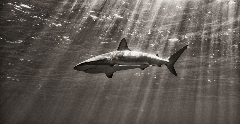 Looking up at a menacing shark