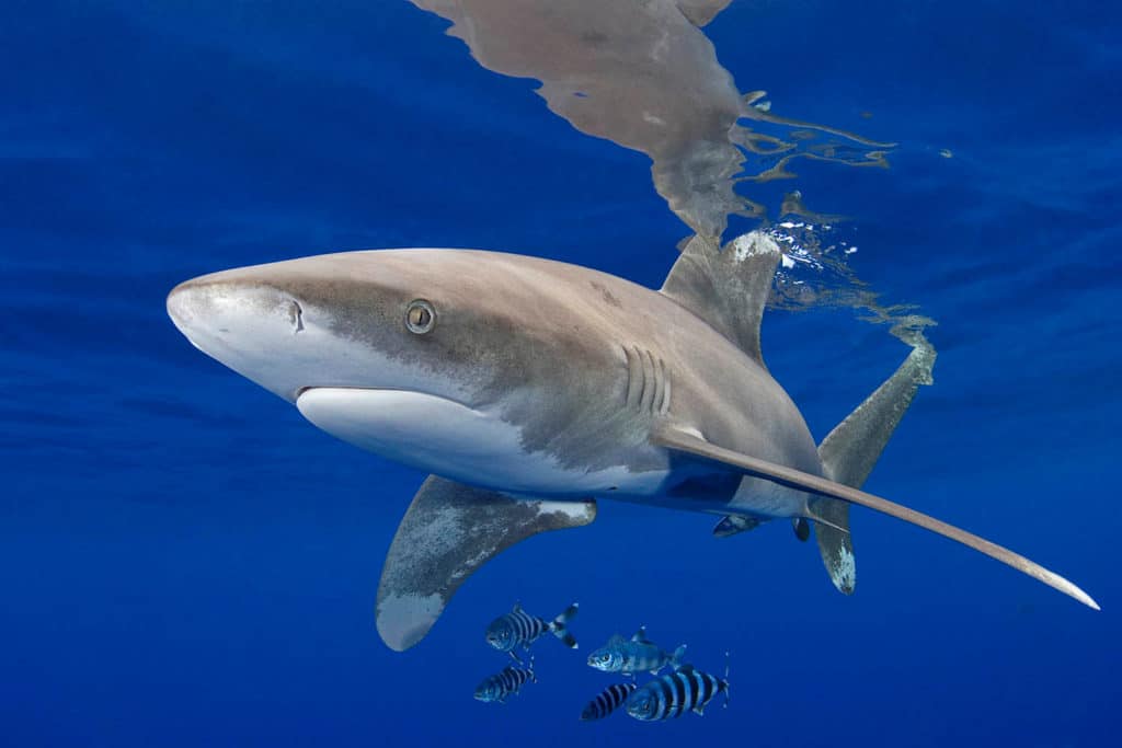 Shark Fishing - An Angler's Guide to Species: Oceanic whitetip