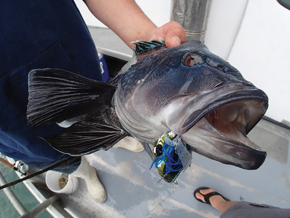 Black sea bass caught fishing slow jig lure