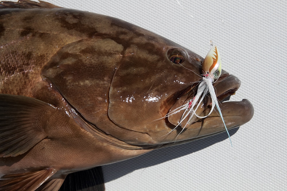Gulf grouper caught fishing slow jig lure
