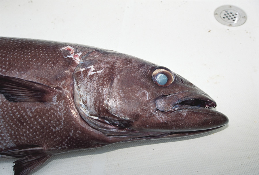 oilfish_gulf_of_mexico_louisiana.jpg