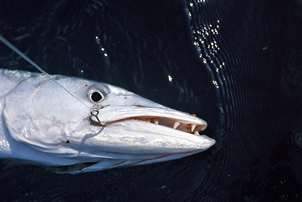 Barracuda Fishing Photo