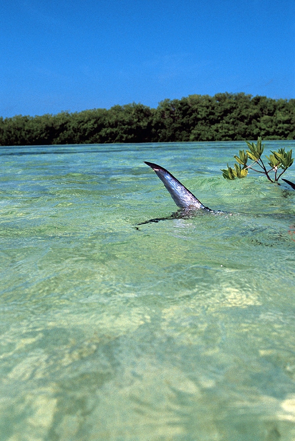 Permit Fishing photo