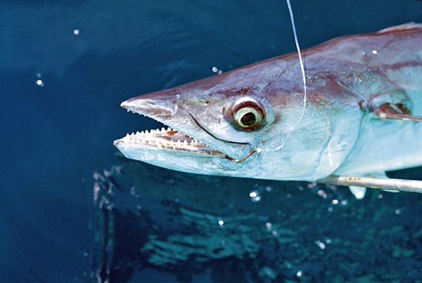 King Mackerel Fishing photo