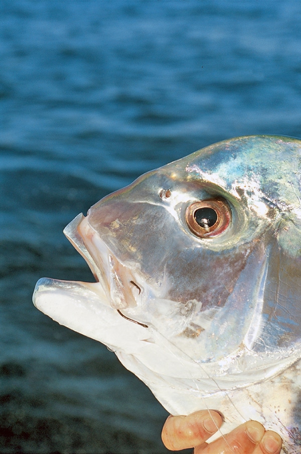 African Pompano Fishing Photo