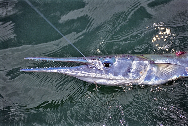 Needlefish Crocodile Fishing Photo