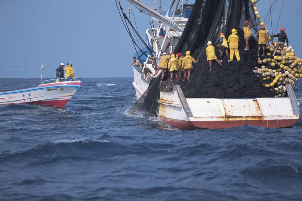 Dolphin Fishing Photo