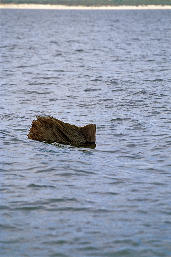 Sailfish Fishing Photo