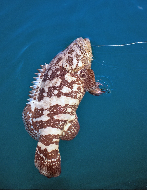 Goliath Grouper Fishing photo