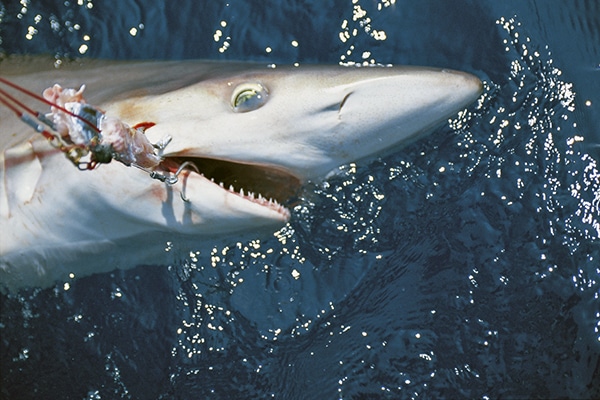 Shark Fishing Photo of the Day