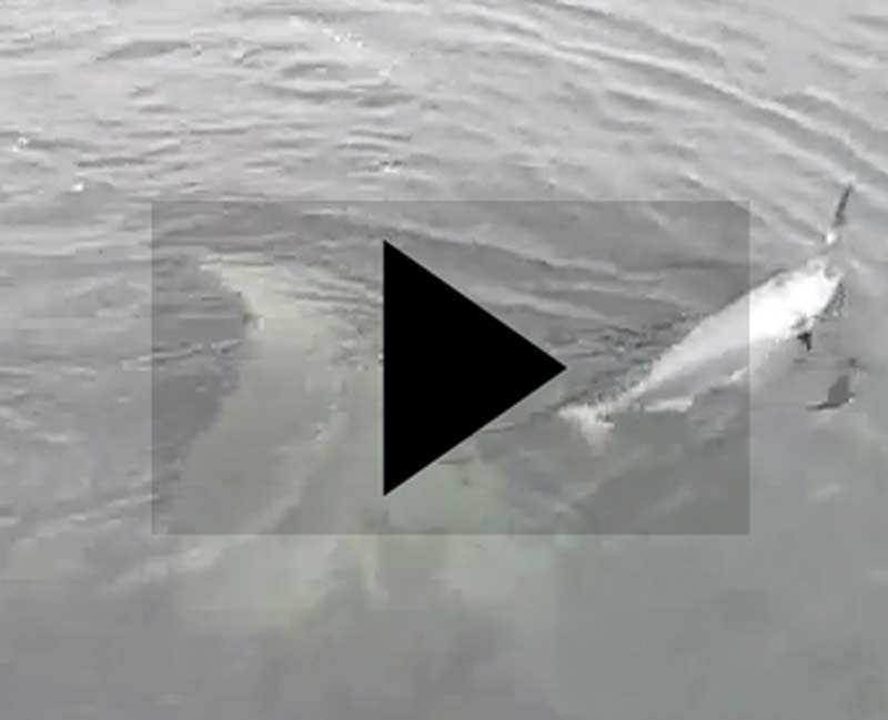 Orca Pursues Hooked Salmon