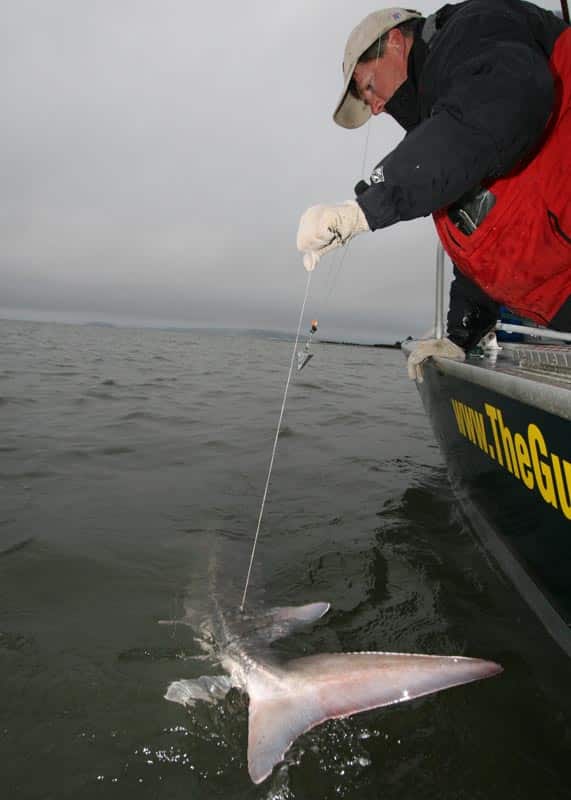 oregon sturgeon_06.jpg