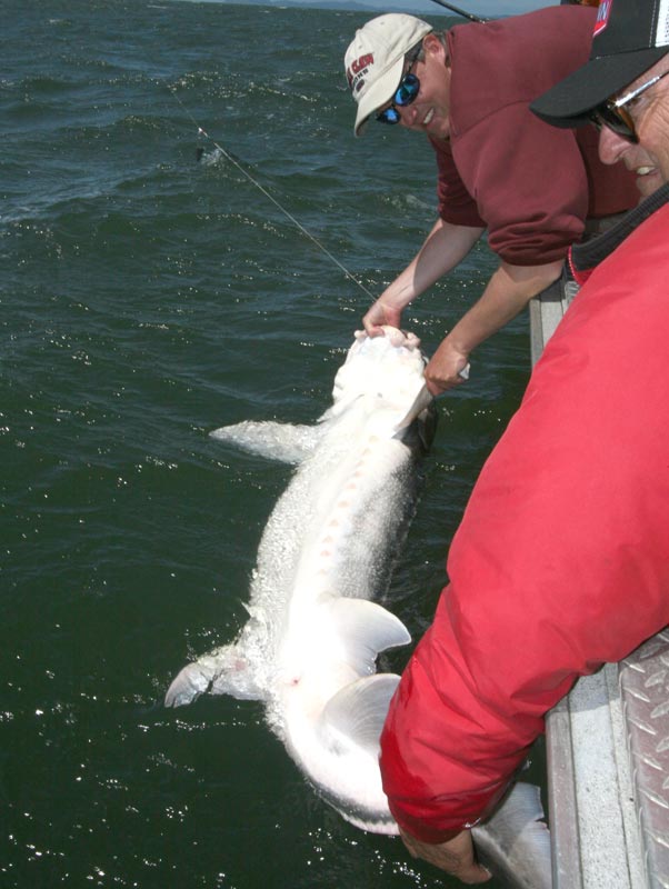 oregon sturgeon_07.jpg