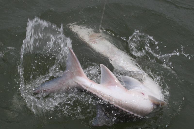 oregon sturgeon_13.jpg