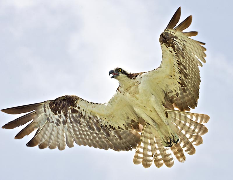 osprey-on-the-hunt..jpg