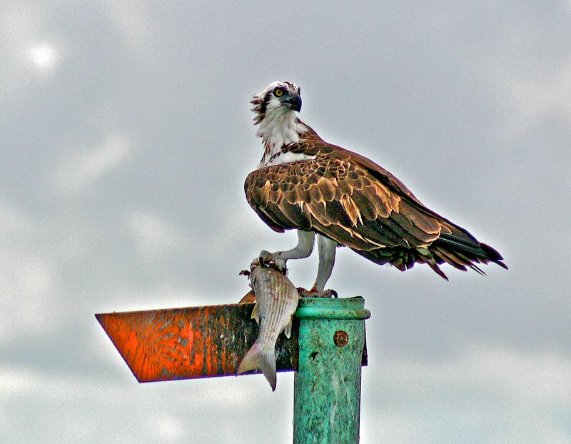 osprey-with-a-mullet-lunch-in-florida-bay.jpg