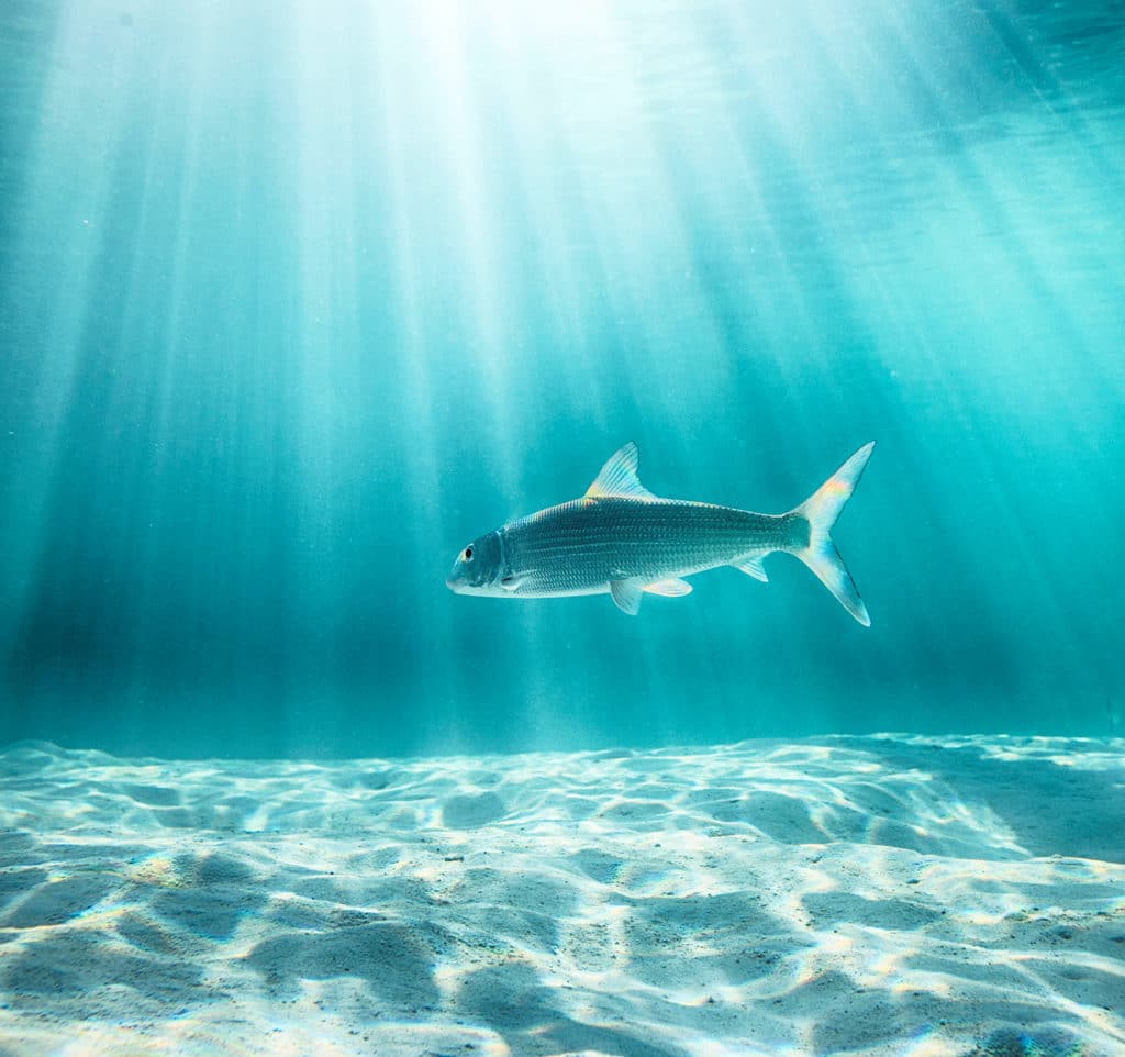 Bahamas bonefish in sun's rays