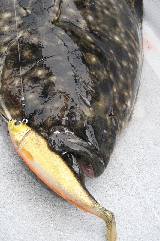 pacific_halibut_montague_island_alaska.jpg