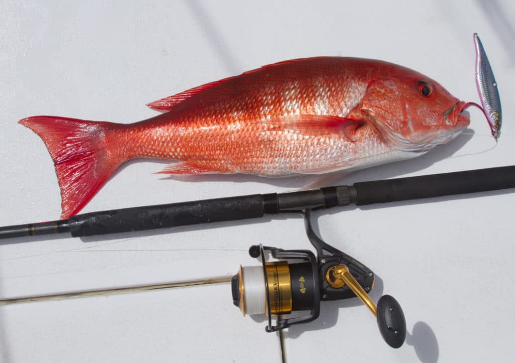 pacific_red_snapper_southern_costa_rica.jpg