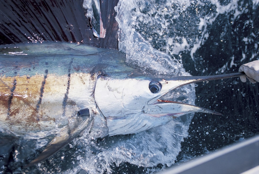 pacific_sailfish_iztapa_guatemala.jpg