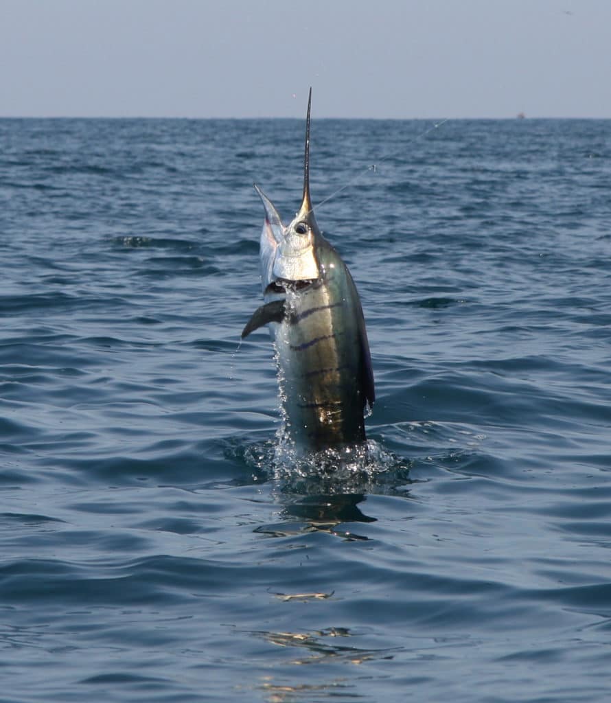 pacific_sailfish_kuala_rompin_malaysia_3.jpg