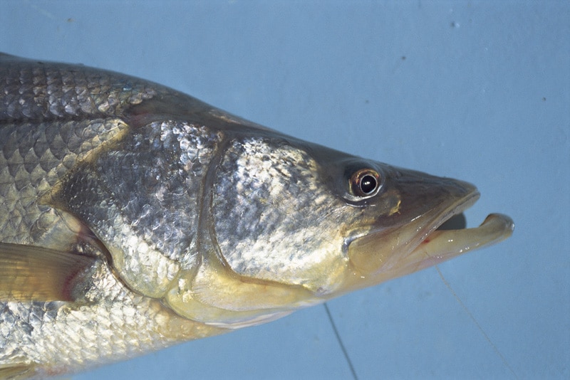 pacific_snook_golfito_costa_rica.jpg