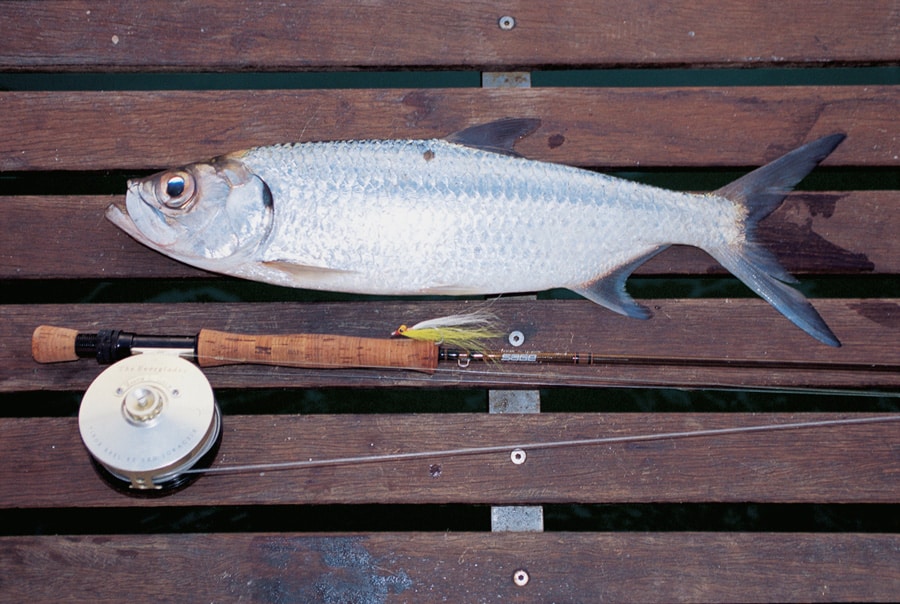 pacific_tarpon_doughboy_river_australia.jpg