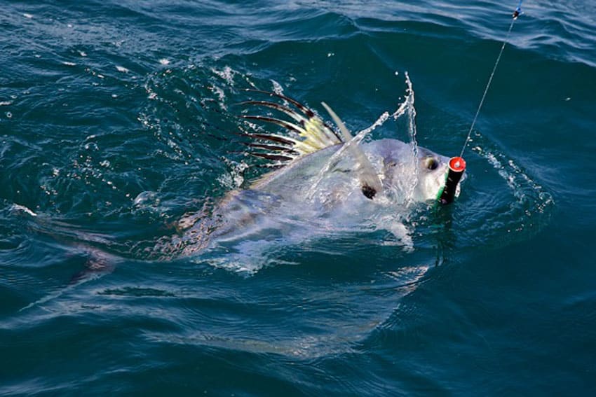 panama roosterfish love poppers.jpg