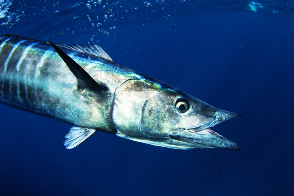 wahoo fishing venice louisiana