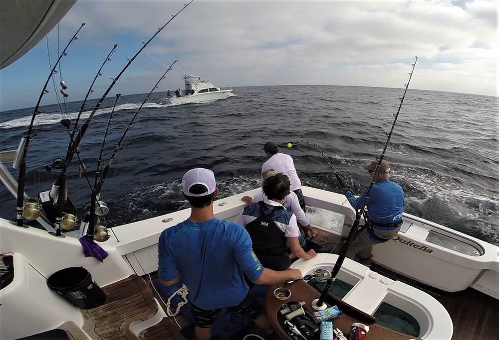 Horsing in a Bluefin Tuna for Tagging