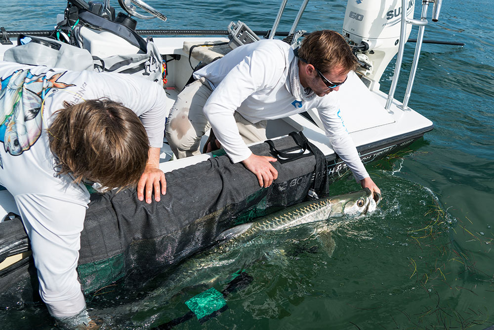 BTT Tarpon Acoustic Tagging