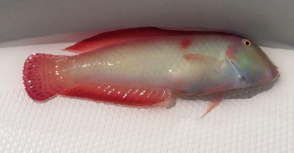 Strange Fishes from the Deep - pearly razorfish