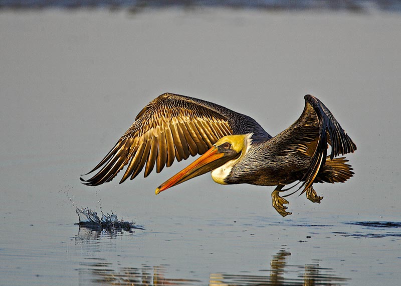 pelican-landing.jpg