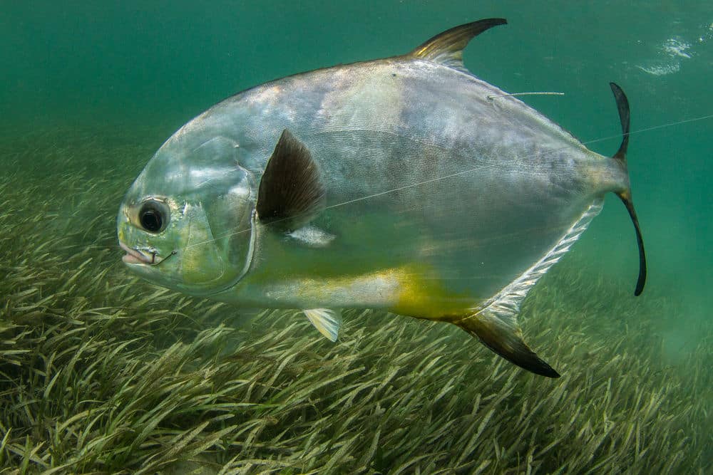 permit fishing