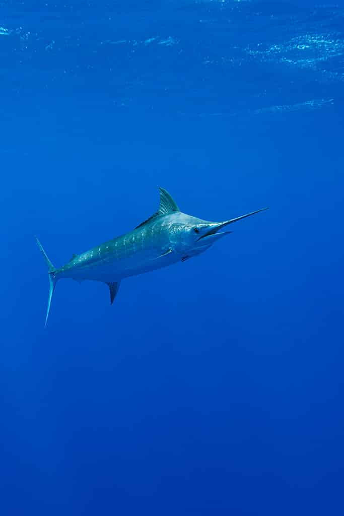 Big blue marlin challenges underwater photographer