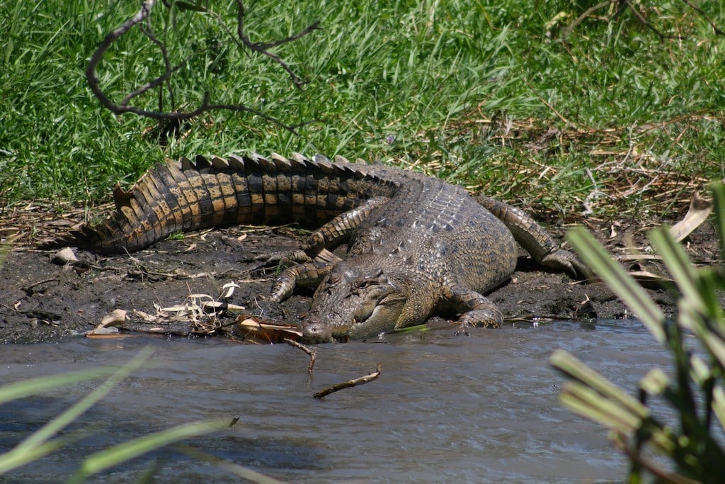 Saltwater crocodile