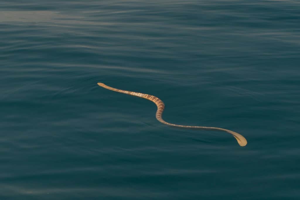 Sea snake at the water's surface