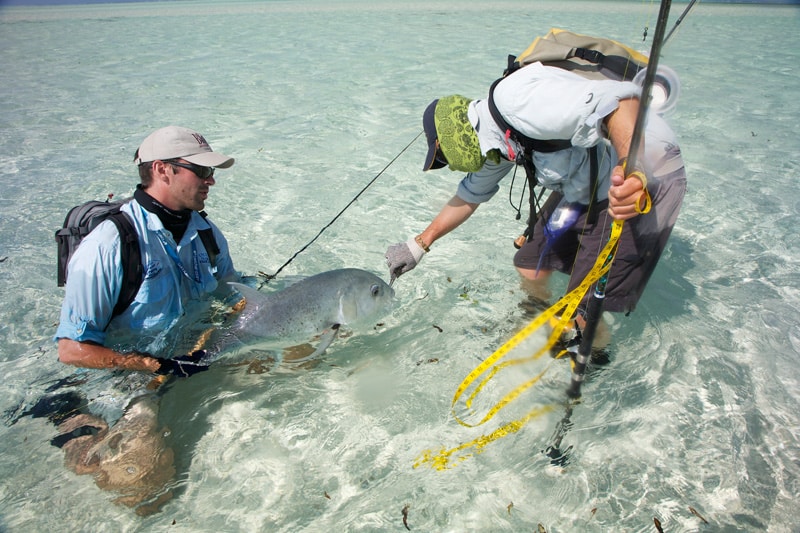 Giant trevally release