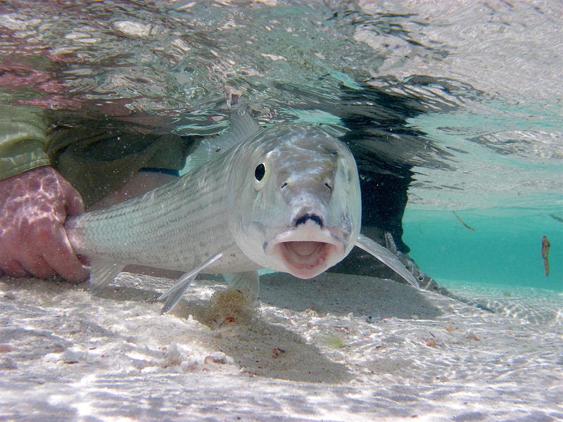 bonefish